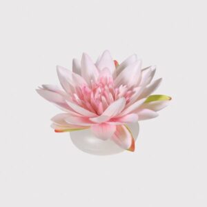 Floating lotus flower Floating lotus flower