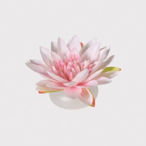 Floating lotus flower Floating lotus flower