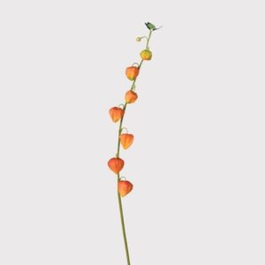 Orange Japanese Lantern branch 4ee9e5704e93be5dc063e13b49533142adbdbd8d.jpeg