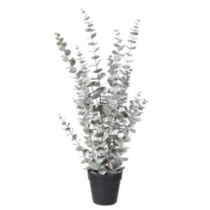 Bleached Eucalyptus Plant in Black Pot Bleached Eucalyptus Plant in Black Pot