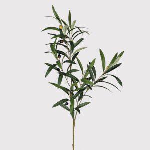 Olive Branch with Leaves IMG 6205.jpeg