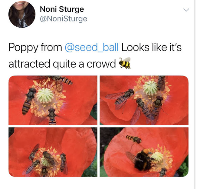 Poppy Wildflower Seed Balls 11 IMG 9717.jpeg