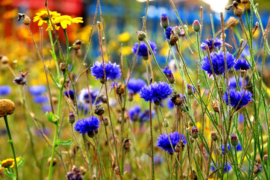 Cornflower Wildflower Seed Balls 6 IMG 9725.jpeg