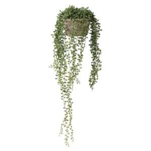 String of pearl plant in cement pot