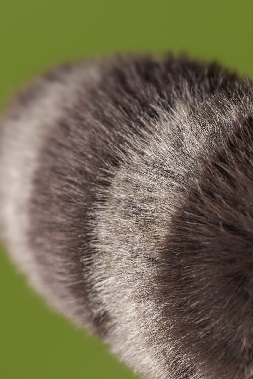 Jellycat Trixiwoo Raccoon 3 IMG 5293.jpeg
